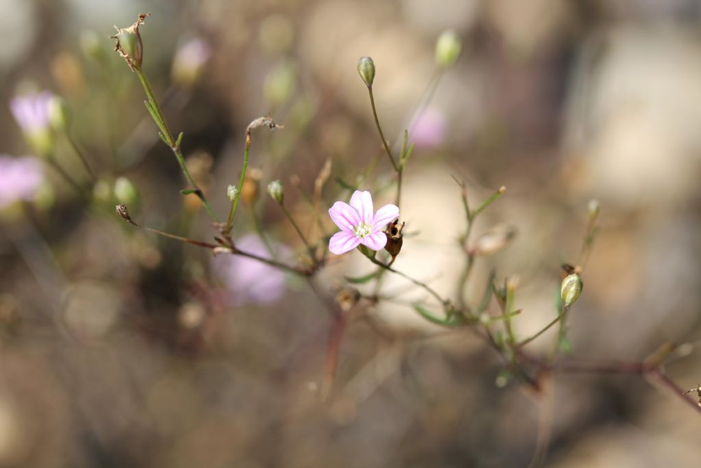 Gypsophila muralis / Gipsofila minuta